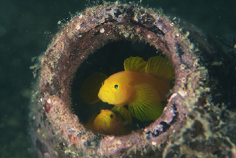 須江の魚